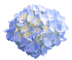 transparent-flowers:  Light blue Hydrangea. (x). 