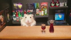 pillositio:  Casa de Hamsters 