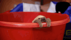 disgustinganimals:  gifsboom:  cute baby sloth. [video]  PSA check your buckets for baby sloth infestations  