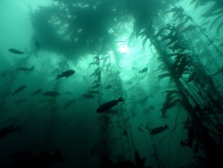 arswiss:  No but seriously, looks how beautiful kelp forests are 