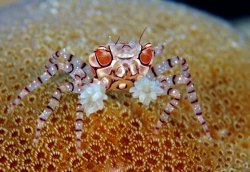 ivynajspyder:  gryzio:  t0xicgarbageisland:  astronomy-to-zoology:  Genus Lybia (Boxer Crabs) also known as pom-pom crabs, Boxer Crabs are a genus of small crabs in the family Xanthidae (mud crabs). the name pom-pom/or boxer comes from the mutualism that