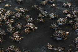 :  Star tortoises in east Bengal, eastern India. In one of the largest rescues of the endangered reptiles, Indian border troops seized 952 star tortoises being smuggled across to Bangladesh Photograph: Barcroft India 