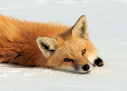 wolverxne:  Photographer  Jerry Hull captured these adorable images of this female Red Fox known as “Chloe” playing, stretching and sleeping in the snow.   Eeeeecutiefoxie &lt;333