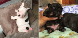 whoskhalil:  allthelittlebeagles:  alxbngala:  THIC FAT BABY FRENCHIES MASTER POST [X/X]  Thicc  @wateringmyplants 
