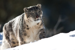 Earthlynation:  Snow Leopard By Catman-Suha 