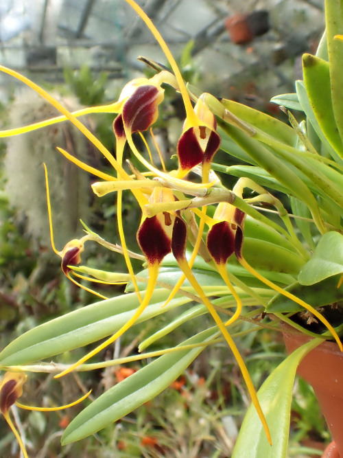 orchid-a-day:  Masdevallia oreasSyn.: Alaticaulia oreasOctober 24, 2020 