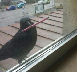 asapscience:  chroniclesofachemist:  cosmicocks:  seti-fan:  offendedfunyarinpa:  standbyfortitanfall:  losed:  A CROW TRIED TO GO IN OUR CLASSROOM AND HE HAD A PEN  You’ve all just like, completely skipped over the possibility that this crow has seen