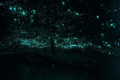  the waitomo caves of new zealand’s northern island, formed two million years ago from the surrounding limestone bedrock, are home to an endemic species of bioluminescent fungus gnat (arachnocampa luminosa, or glow worm fly) who in their larval stage