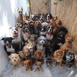 cute-overload:Look at this pile of 30 dogs posing and looking straight at the camera.
