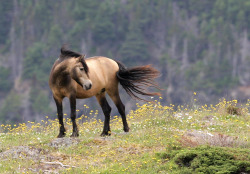 colourfulequines:  Sooty buckskin Newfoundland Pony. (source) 