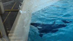 sixpenceee:  Karia, a killer whale at SeaWorld San Diego, has perfected a technique in which he lures birds close before lunging towards his prey. In the clip, sea birds are seen assembled at the side of the pool and are more than interested in the fishy