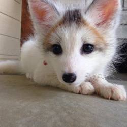 everythingfox: Baby foxes are pretty cute Khala the Fox  Ahhhhh! &lt;333