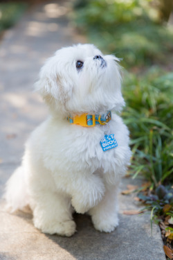 Treat your best fur buddy with Adventure Time doggie collars and other goodies! Get them now at thecoopshop.com http://bit.ly/1LzsdTH