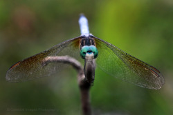 celestialphotography:  Blue dasher dragonfly,