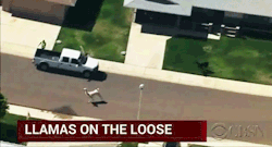 sandandglass:After two llamas escaped from a show-and-tell presentation at a retirement communityin Sun City, Arizona, 30 minutes of amazing television ensued. Thank you Arizona.Source