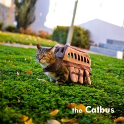 peterpayne:  Very windy in Japan tonight. The catbusses must be out.  ねこのバス Neko no basu =( ^.^ )=