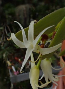 orchid-a-day:  Cyrtorchis chailluanaSyn.: Angraecum chailluanum; Listrostachys chailluana; Angorchis chailluana; Angraecum arcuatum; Angraecum crenatum; Cyrtorchis crenataMarch 23, 2018 