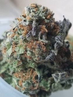 drussexandhairlesscats:Purple Dragon indica-dominant hybrid (Blue Dragon x Purple Urkel) smells and tastes like it was grown near a field of Sage🌿