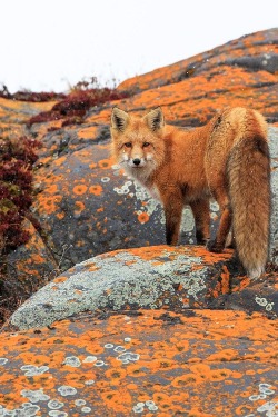 scarlettglaciers:  ponderation:Red Fox by Jason Savage  That’s some beautiful lichen
