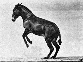  EXCERPTS &gt;|&lt; Donkey kicking (1887)  | Hosted at: Flickr | From: Boston Public Library | Download: 1500x1206 jpeg | Digital Copy: Public Domain An animated GIF of a donkey kicking, created from Plate 658 by Eadweard Muybridge (1887) in Animal
