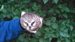 becausebirds:  owl magic  When someone i