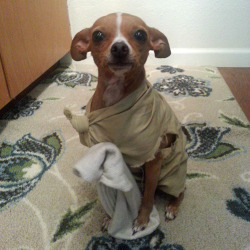 lolzpicx:  Dobby is a free elf   Free the elves! They are not dog they are house elves! That&rsquo;s why they look so silly!