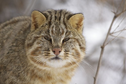 Porn photo Far Eastern (Amur forest cat) by Valeriy