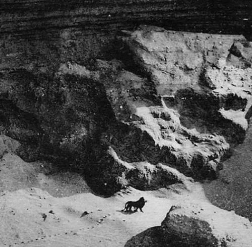 This is a 1925 photo of possibly the last Barbary lion in the wild before its extinction. It was taken by French photographer Marcelin Flandrin. Nudes &amp; Noises  