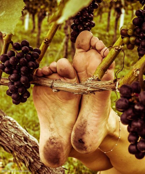carlos909x:  barefoot in the vineyardssource: deviantart