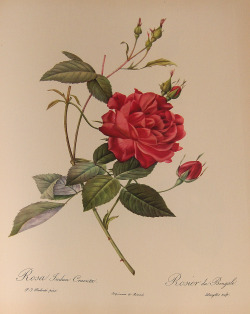 Heaveninawildflower:  “Rosa Indica Cruenta”, Watercolor By Pierre-Joseph Redouté