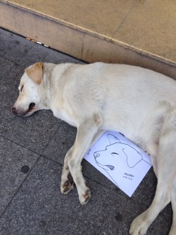babelady:  someone drew a portrait of this sleeping dog and gave it to him. amazing. 