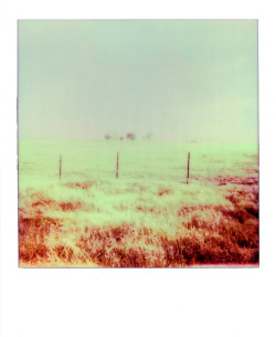 Image shot for week three of the #AT52 Project.Oasis of trees south of  Douglas Road in Rancho Cordova, CA.Shot on The Impossible Project’s PX680 film. #0003 | August 6, 2013