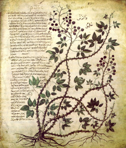 myimaginarybrooklyn:  A bramble, from the illuminated Byzantine manuscript ‘Vienna Dioscorides.’ (CE 512) 