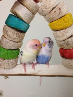 pepperandpals:  So the budgies really like those bird kabobs. I found this swing totally made out of kabob and they were like, “Aww yis. Kabobs.” Lol you can really see how pink Popcorn’s head has gotten from rubbing it on a calcium perch. 