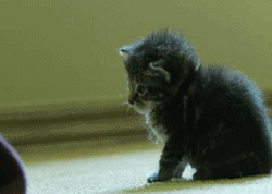 thefingerfuckingfemalefury:  ageless-aislynn:  Boop to turn off kitten.  Kitten is now in power save mode :D 