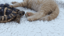 margotmeanie:  gifsboom:  Video: Tortoise Tries to Eat Kitten’s Toes   Nibblin on them toe beans!!!