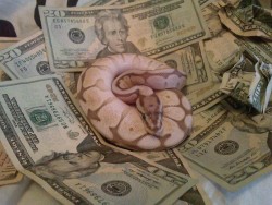 savagefluff:  praguriosa:  This is Money Snake. She only appears every 312 years. If you reblog her picture within the next twenty-five seconds you will have good luck and fortune for the rest of your life.   Sure why not.