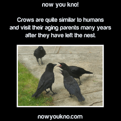 stultiloquentia:goliaththecatt:vice-of-virtue:doctormemelordmd: fangirling-so-hard-rn:  nowyoukno:  Now You Know (Source)  Crows are scaryThey use tools Can be taught to speak (like parrots) Have huge brains for birds like seriously their brain-to-body