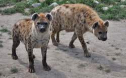 sturmtruppen:  Gevlekte hyena - Spotted or laughing hyena - Crocuta crocuta (by RuudMorijn)