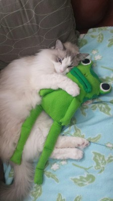 queerkierenwalker:  Lexus and his best friend, the frog. 
