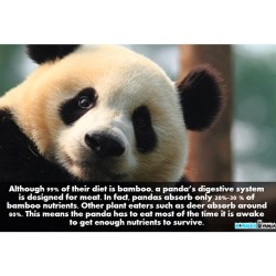 This explains why pandas are always eating bamboos. 