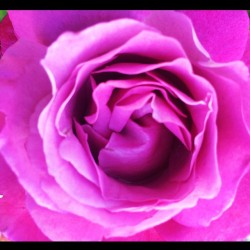 #spring #roses #moemeatproduction
