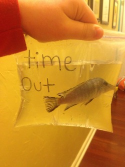 sleeplessnnights:  coolestbloginamerica:  I put my fish in time out because he kept trying to eat my other fish.  I hope that little fucker learned his lesson  hE looks sO sAD 