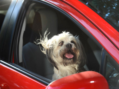 kaihire:  thefrogman:  Dogs in Cars [website] adult photos