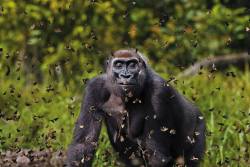 Fragility and might (Gorilla engulfed in a mass of butterflies in the Dzanga-Sangha National Reserve, Central African Republic)
