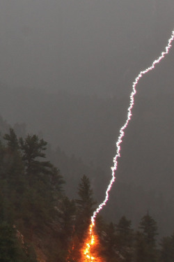disminucion:  Lightning strikes pine tree