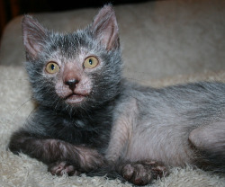nailedxshut:  mermaidbootyqueen:  xgotterdammerungx:  exostellar: Rise of the Werewolf Cats: a New Breed Is Born &ldquo;There’s a new breed of cat silently lurking in the moonlight: the Lykoi, or Werewolf Cat (lykoi from the Greek word meaning “wolf”