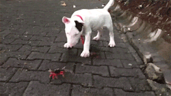 fencehopping:  Bull terrier puppy vs. crab