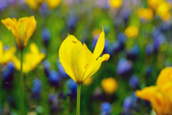 outdoormagic:  The shy tulip by Zubair Bin
