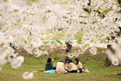 fuckyeahjapanandkorea:  Cherry Blossoms in